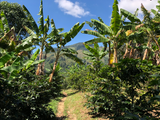 San Sebastian, Colombia - Medium Roast