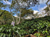 Finca Liquidambar - Guatemala