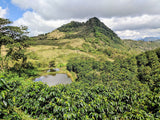 Finca Agua Tibia Decaf - Guatemala