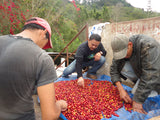 Finca Las Flores - Guatemala