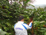 Finca Quebrada Seca - Guatemala